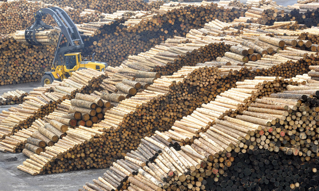 Nová teplárna pily Stora Enso Wood Products ve dírci nad Doubravou na Havlíèkobrodsku vyrábí kromì tepla i elektøinu. Roènì se v ní bude spalovat asi 100.000 tun døevních zbytkù, pøevánì kùry. Teplo bude slouit hlavnì k vysouení øeziva ve tøech desítkách suáren, jimi pila, jedna z nejvìtích v Èesku, disponuje. Investici za pùl miliardy korun dotuje z pìtiny Evropská unie. Na snímku z 27. èervna je sklad kmenù urèených ke zpracování.